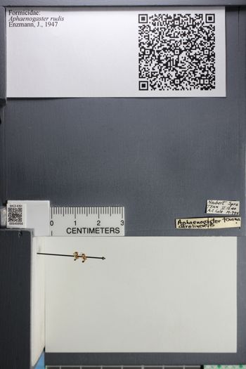 Media type: image;   Entomology 545956